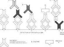 antigen detection